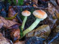 Zwei winzige Pilze im Laub mit Buchecker davor